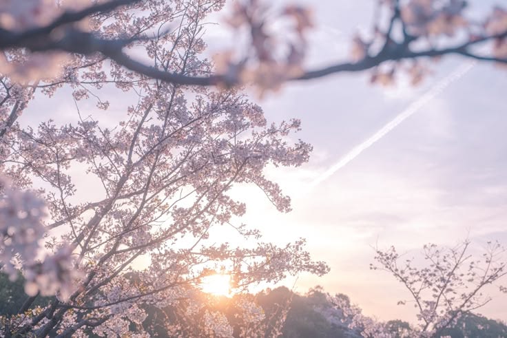 Forest Banner